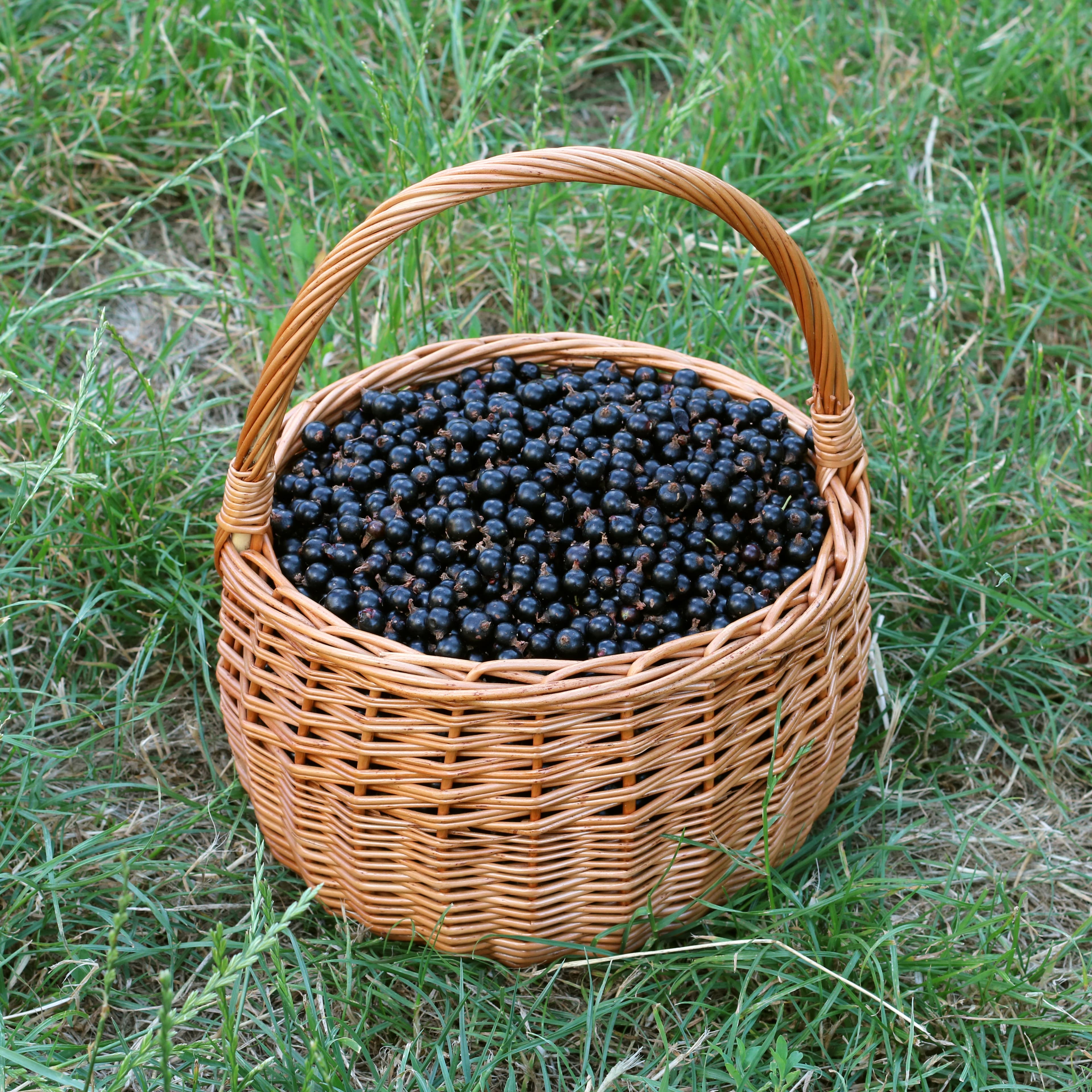Cassis de Bourgogne — Ribes nigrum